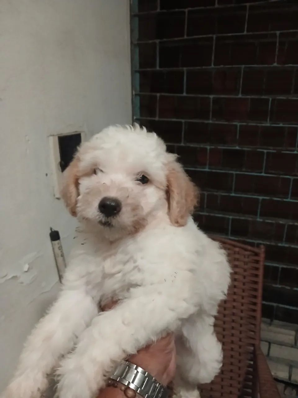 Animais de estimação  - Foto 4