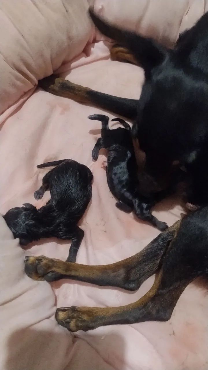 Cachorro  - Foto 5