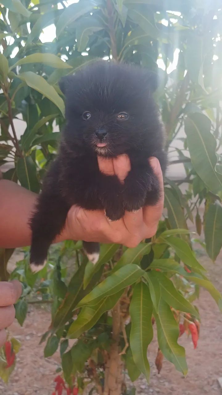 Spitz Alemão  - Foto 2