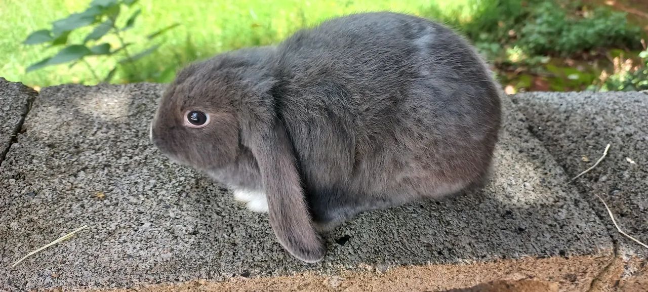 Filhotes disponíveis  - Foto 4