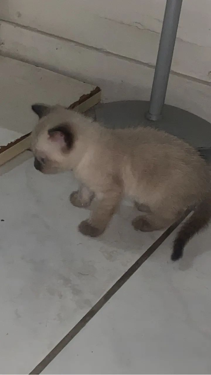 Vendo gato siamês  - Foto 2