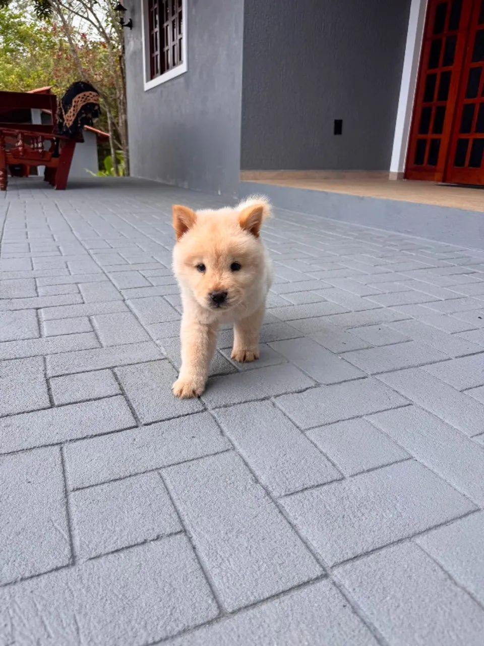 Cachorro chow chow  - Foto 2