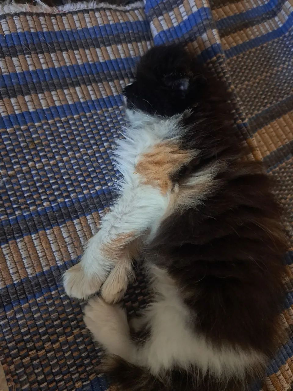 Vende-se gatinha persa  - Foto 5