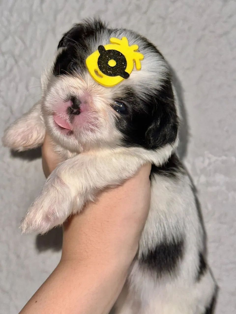 Shih-tzu disponível  - Foto 5