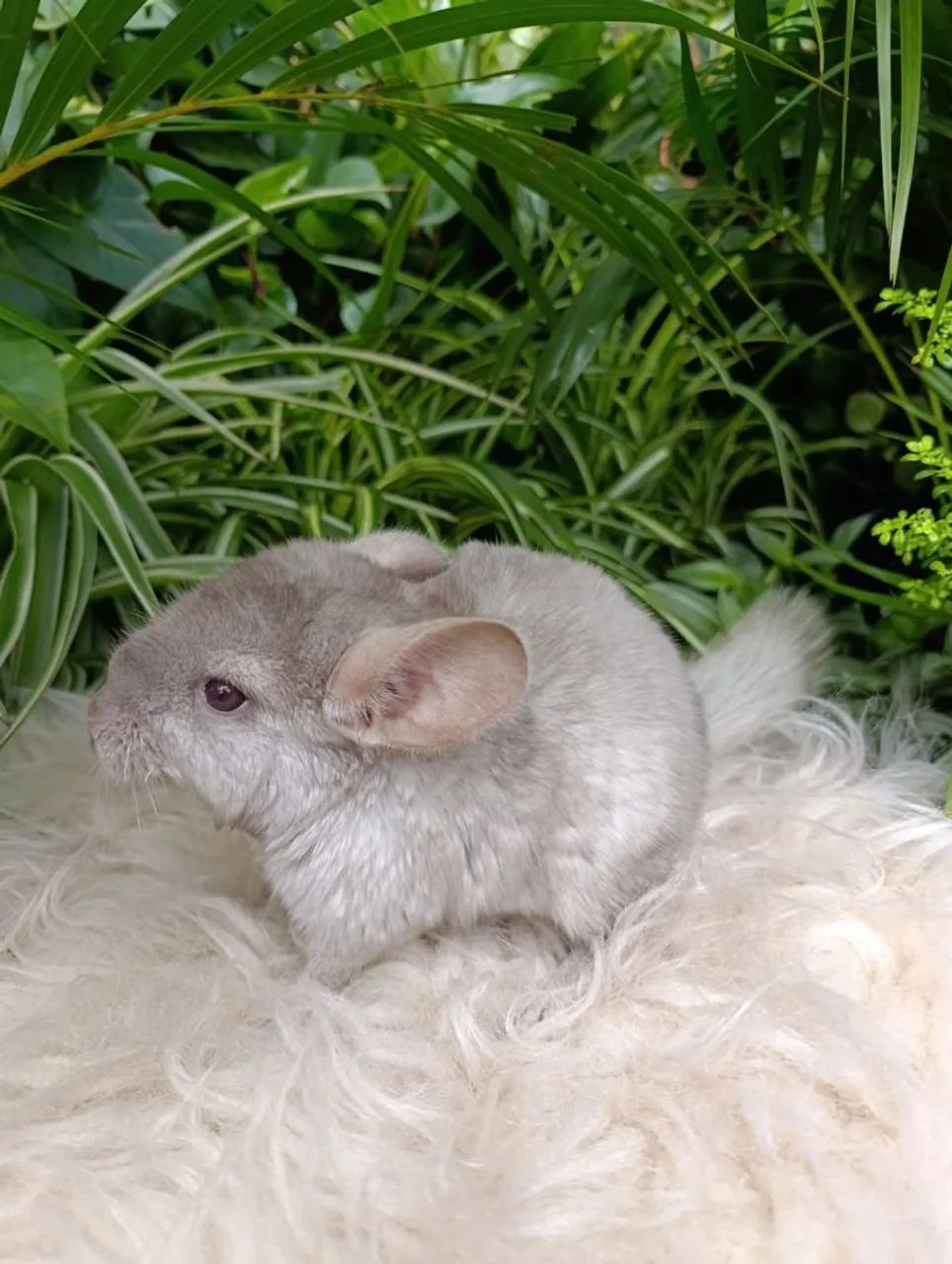 Chinchila