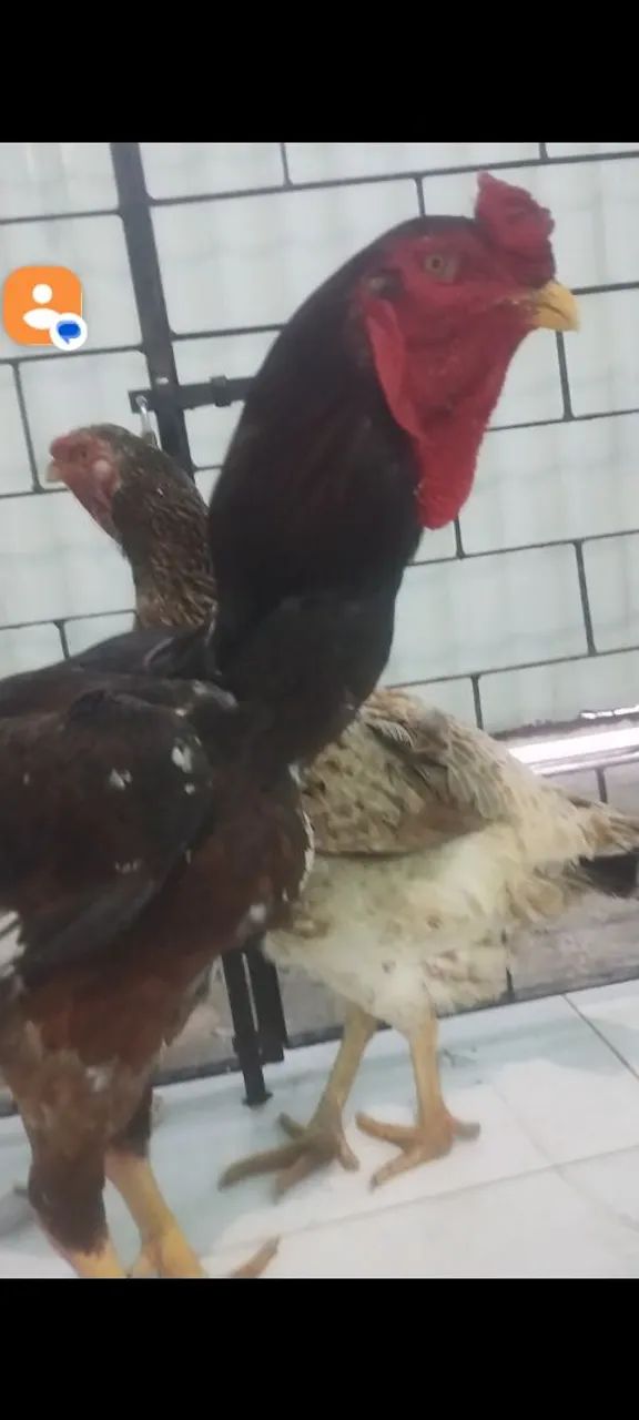 Vendo casal de índio gigante raça pura de Goiás  - Foto 4