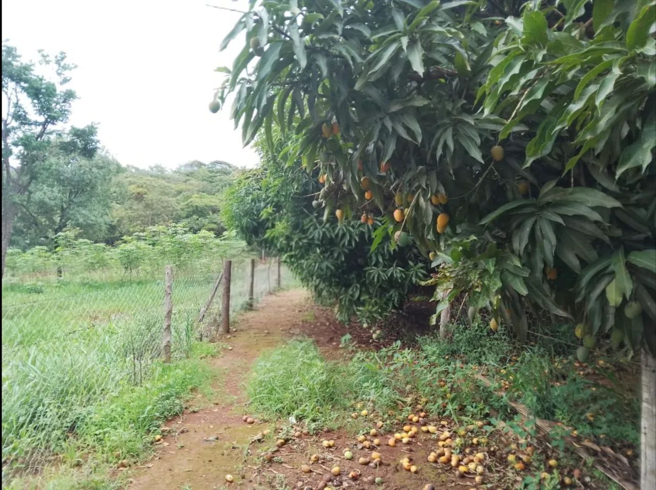 Vendo Chácara São Sebastião DF - Foto 3
