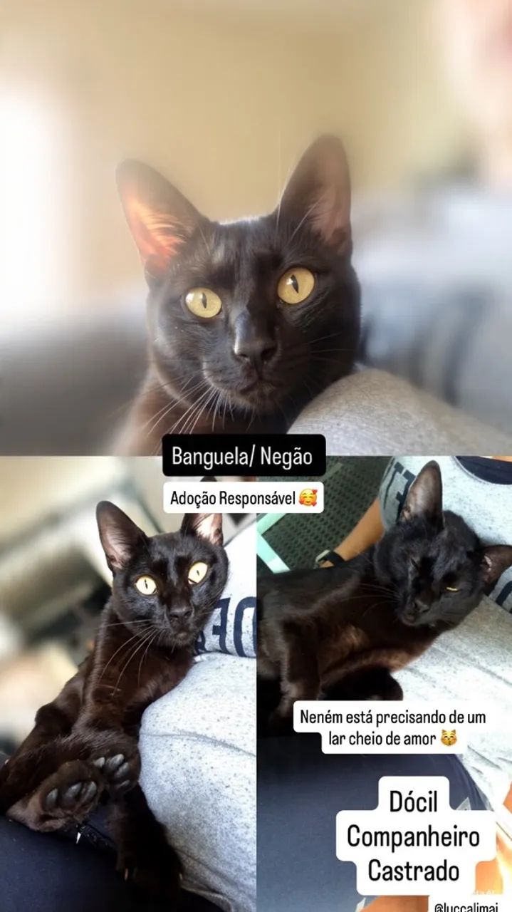 Adoção Responsável Gatinho  - Foto 2
