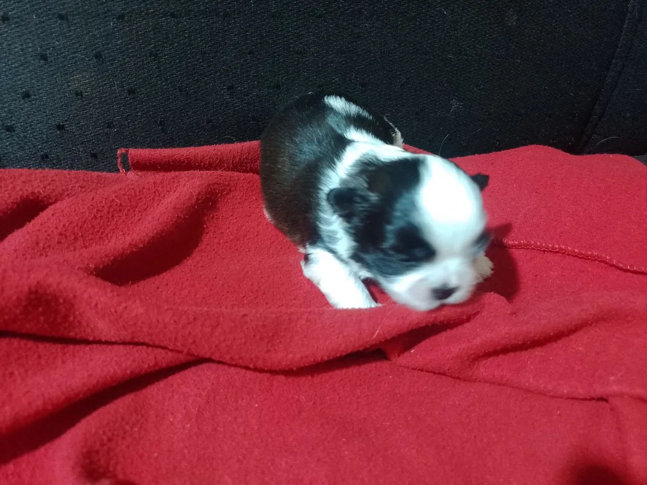 Cachorro  - Foto 2