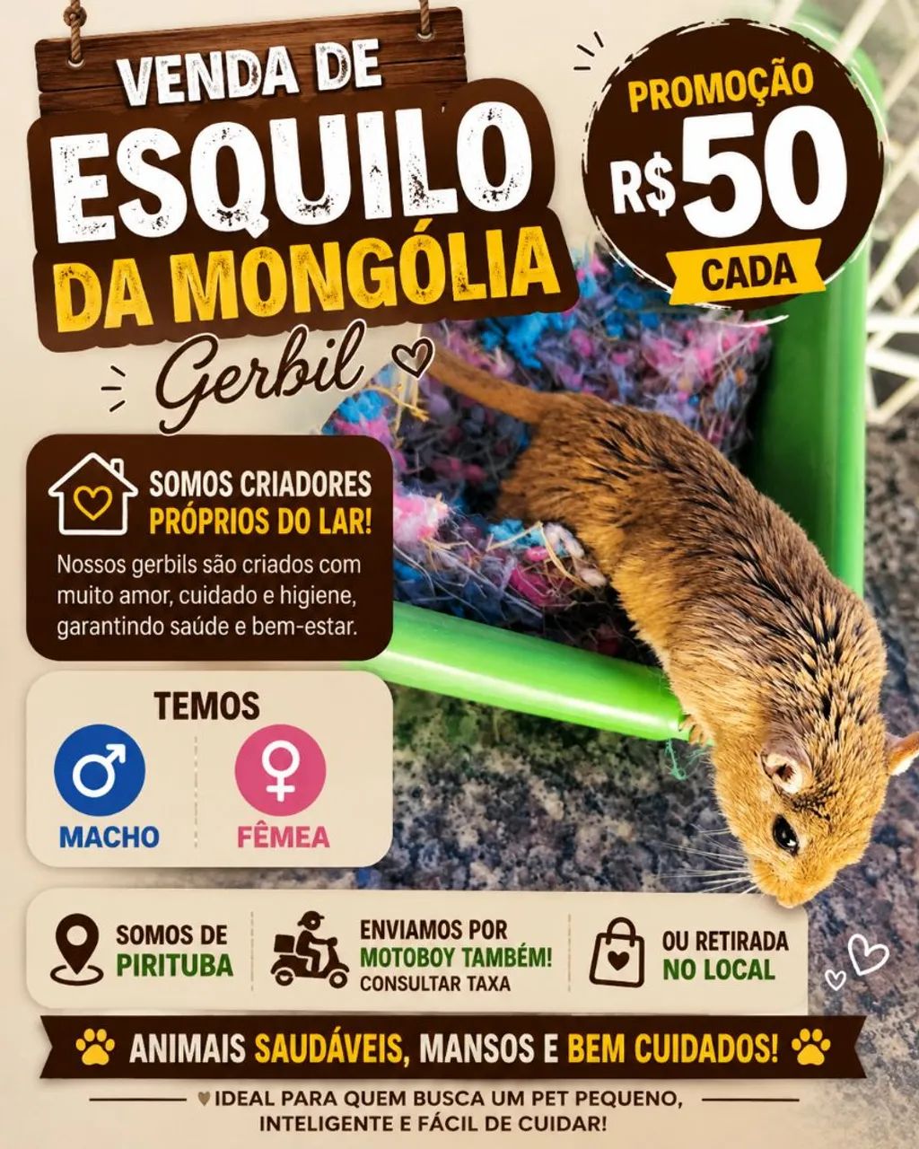 Gerbil