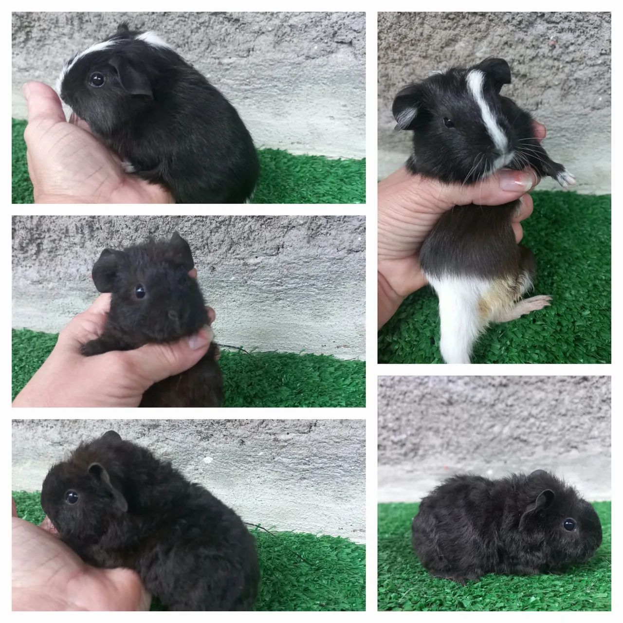 Animais  - Foto 2