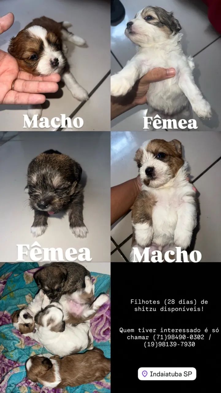 Shih tzu