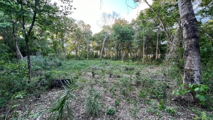 Lote as Margens do Rio Tocantins Tamanho 40x600 - Foto 4
