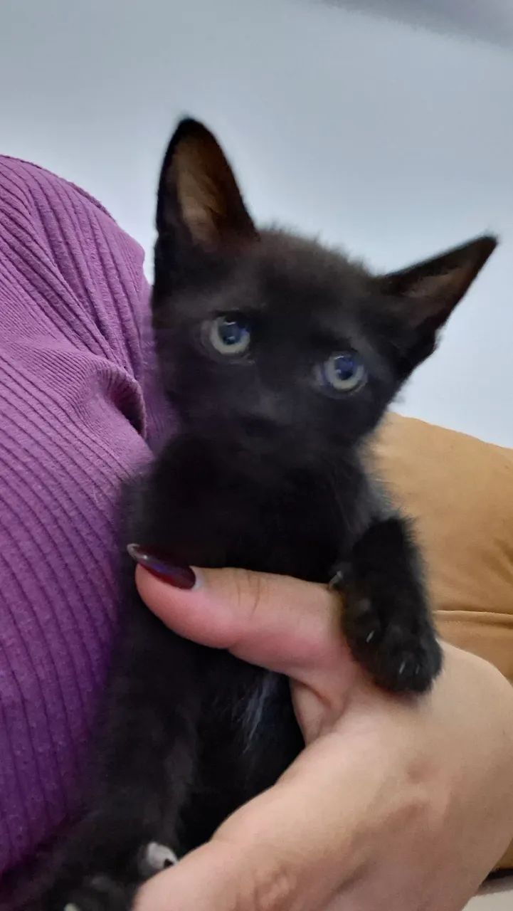 Doa-se lindos gatinhos  - Foto 2