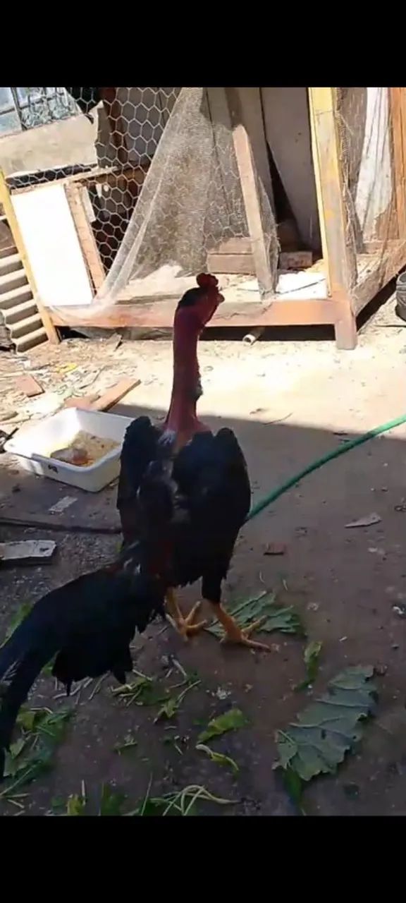 Frango indio polaco - Foto 3