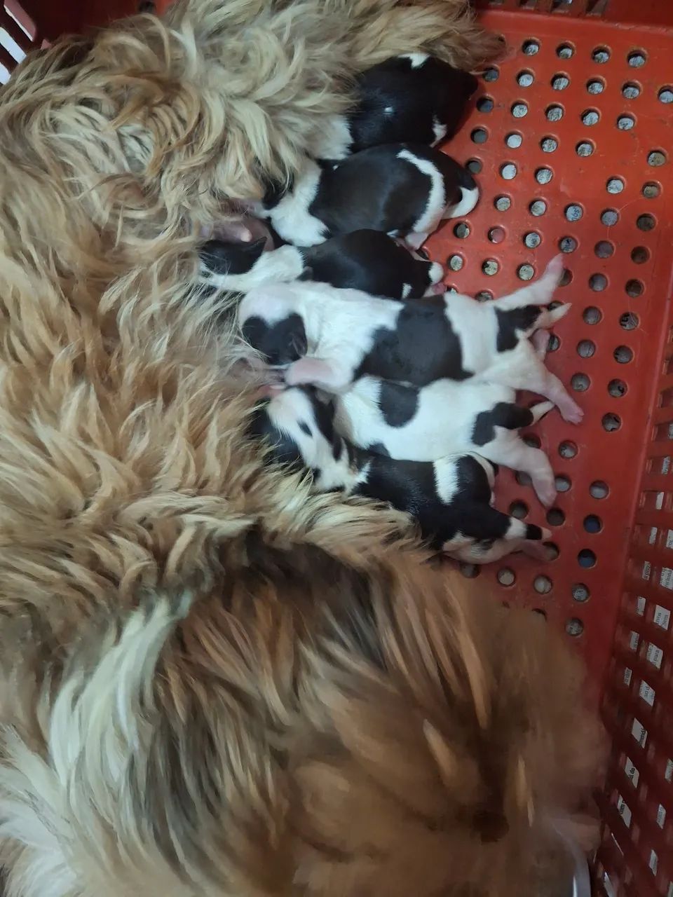 Shihtzu  - Foto 4