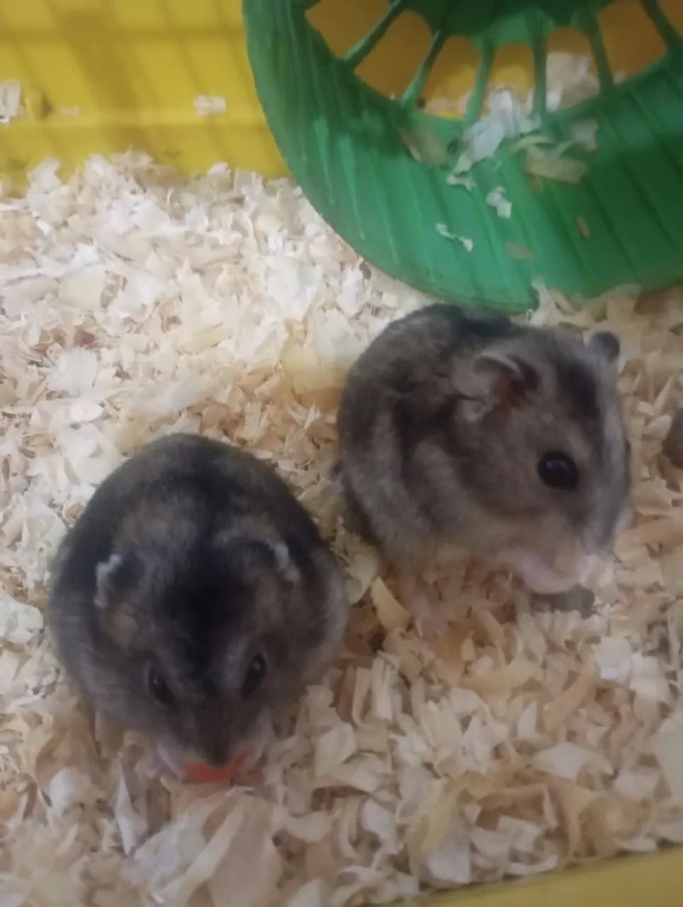 Gaiola de hamster65573797511553123
