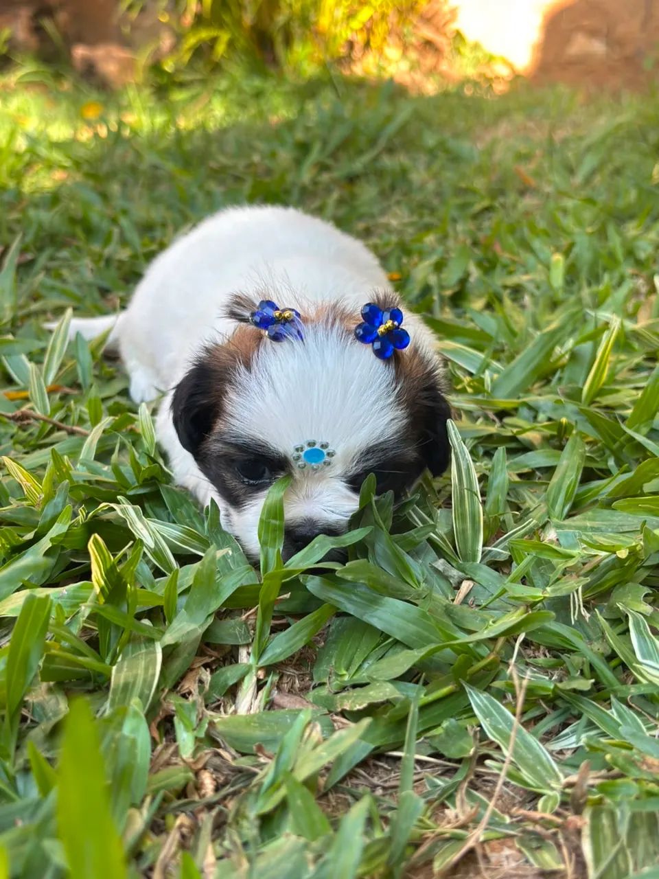 Shihtzu - Foto 3