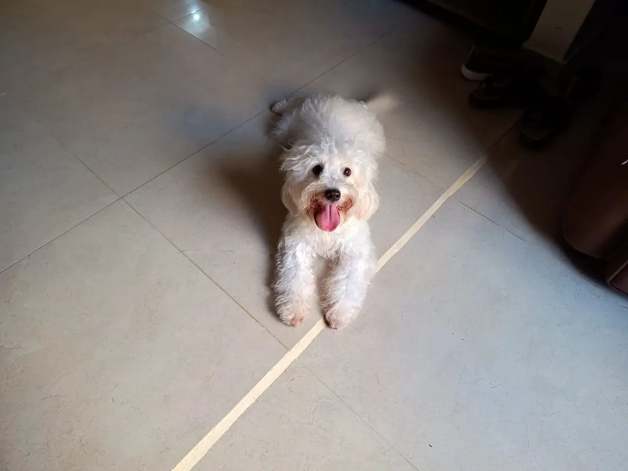 Maltês com poodle  - Foto 4