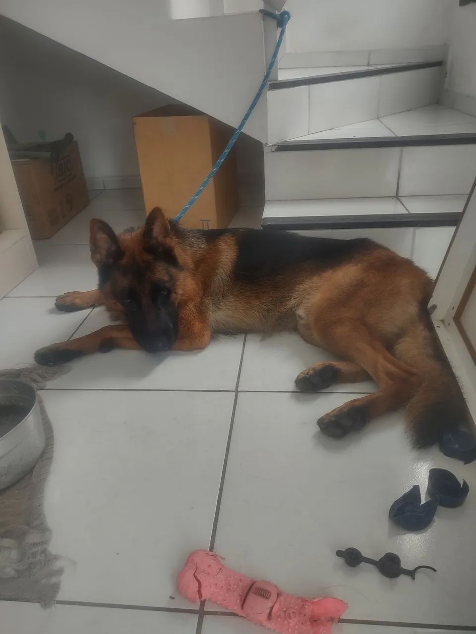 Acasalamento de cães pastor alemão. - Foto 2