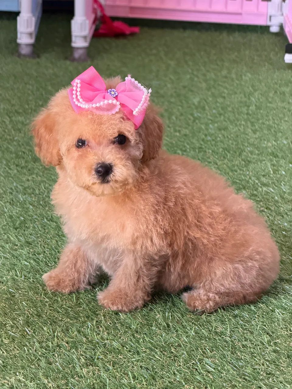 Poodle filhotes - Foto 3