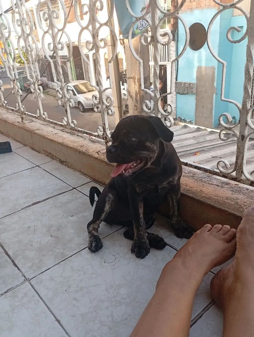 American Bully - Foto 5