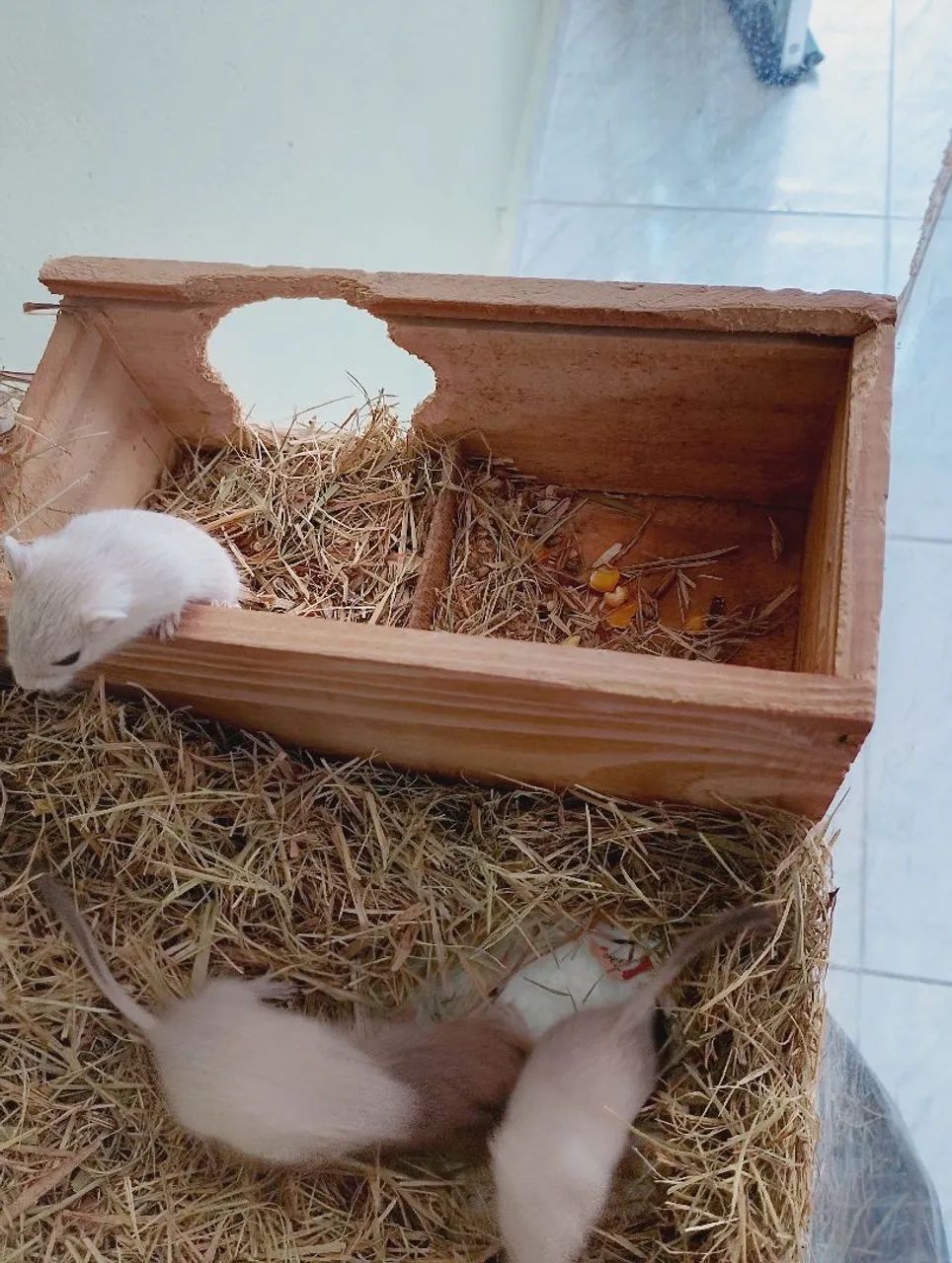 Esquilos da Mongólia, gerbil, gerbios - Foto 4