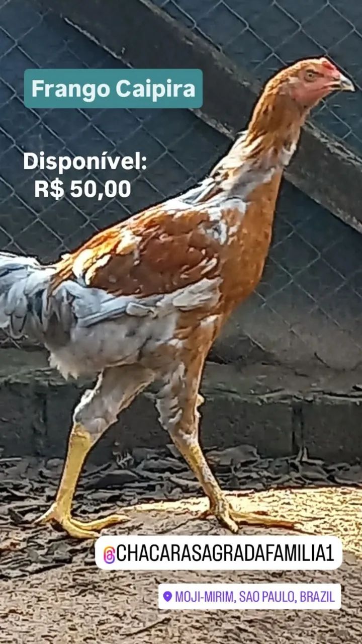 Frango Caipira Cinza - Foto 2