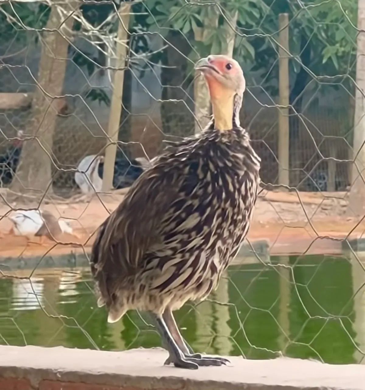 Galinha francolin 