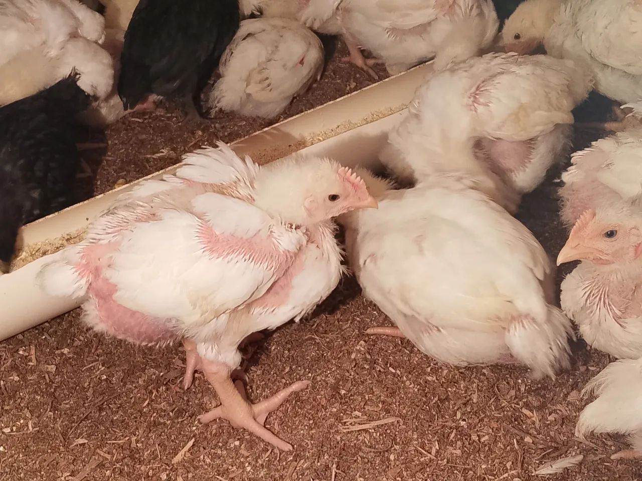Frangos de granja, no sistema caipira!! - Foto 2