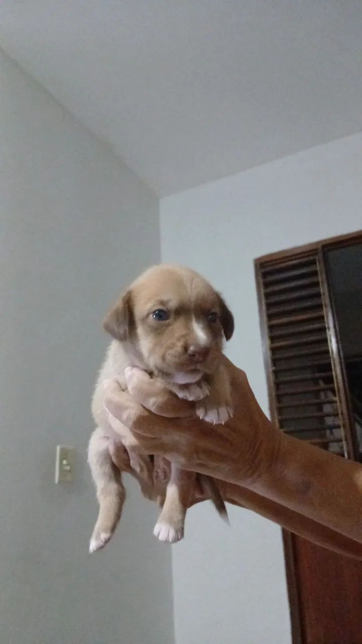 Cachorrinha 