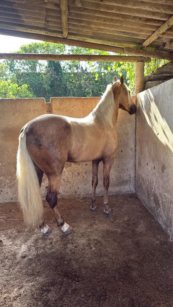 Cavalo loiro 