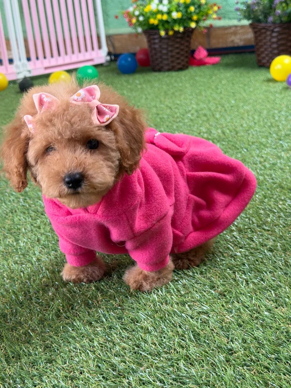 Poodle  - Foto 5