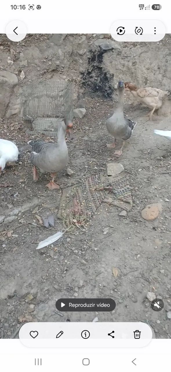 Gansos  - Foto 2