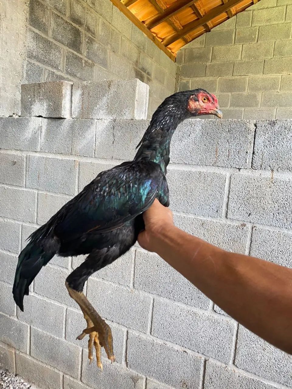 Vendo frango índio  - Foto 4