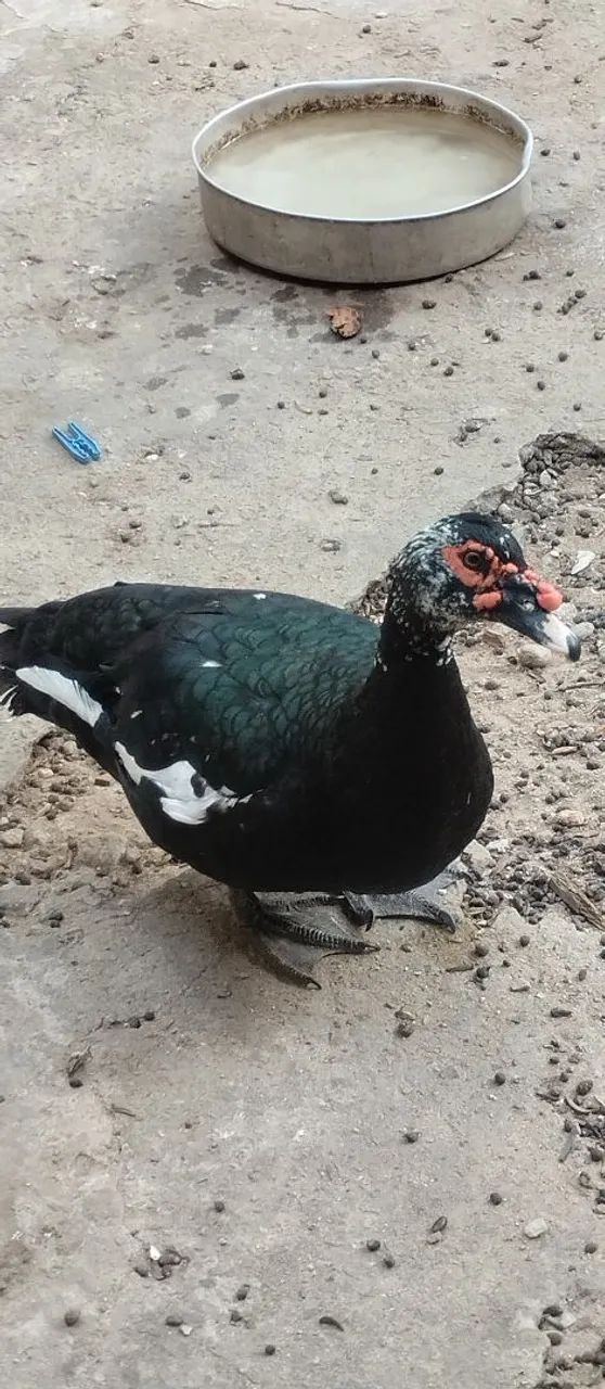 Pato