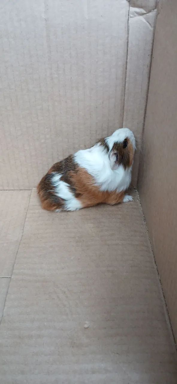 PORQUINHO DA ÍNDIA INGLÊS 