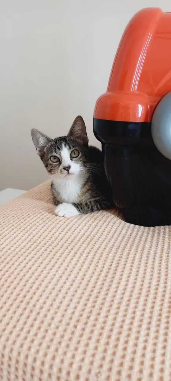 Gatinho Lindo para Doação - Foto 6