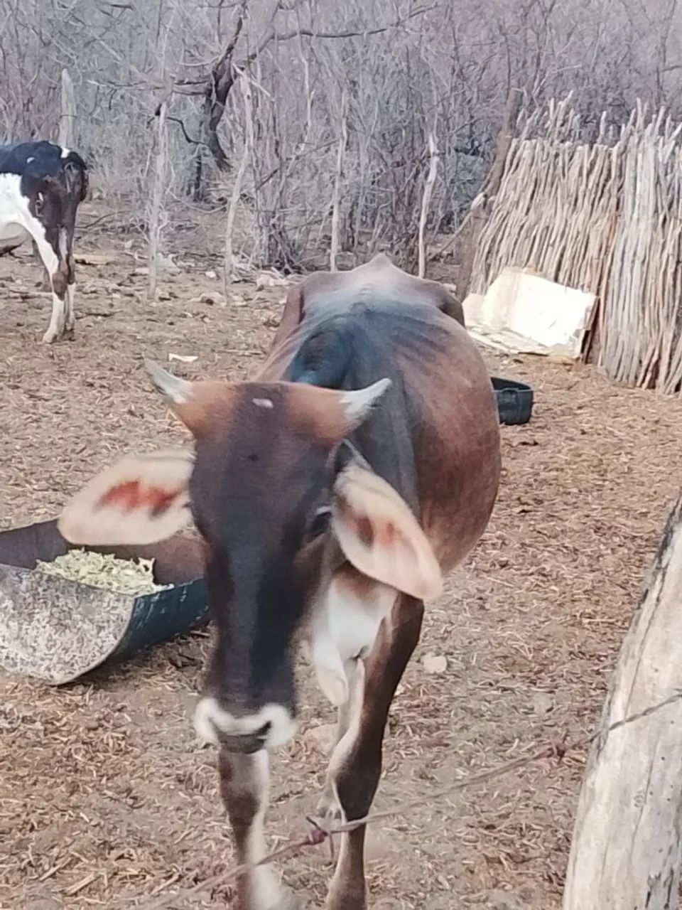 Vaca - Foto 2