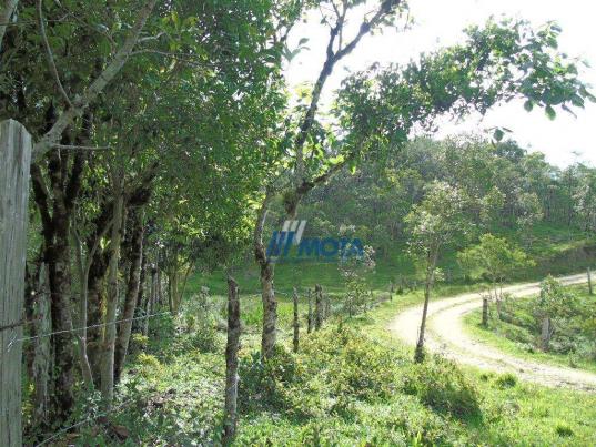 Sítio à venda, 354712 m² por r$ 250.000,00 - miringuava - são josé dos pinhais/pr - Foto 18