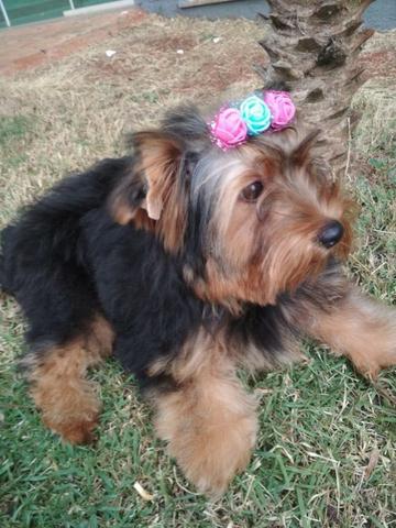 Femea yorkishie devidamente vacinada