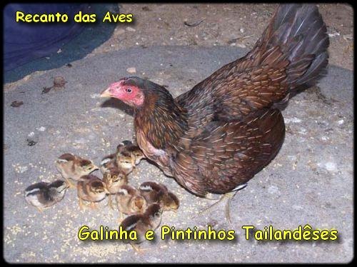 Galinha raça taylandes - Foto 2