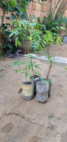 Vendo muda de cajarana