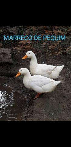 Ovos de Marrecos de Pequim