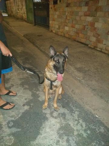 Meu pastor alemão - Foto 4
