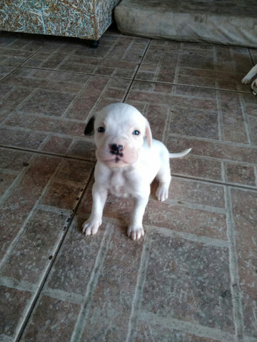Filhotes da raça BOXER! - Foto 5