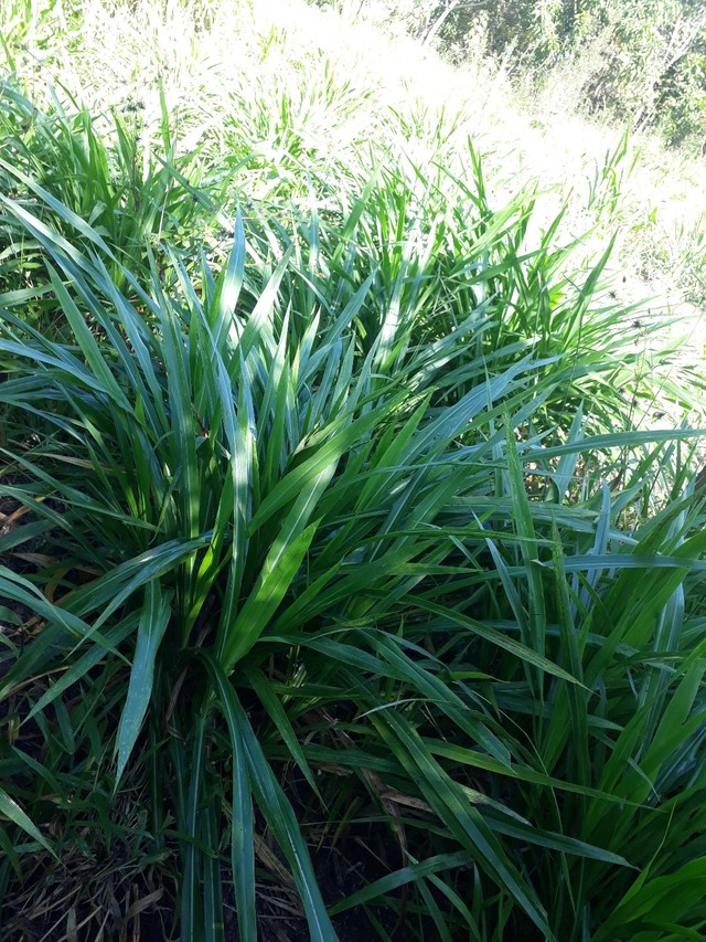 Capim curumim Brs Embrapa na  vara com gemas 