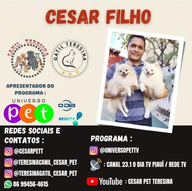 Chihuahua disponíveis Canil, Gatil, Hotel e Banho E Tosa tudo em um só lugar. - Foto 5