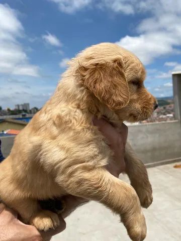 Golden Retriever bem fofinhos $$ - Cachorros e acessórios - Perdizes, São  Paulo 904740490