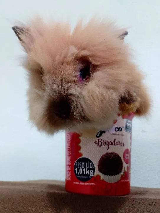 Coelha fofinho mini Lion  - Foto 4